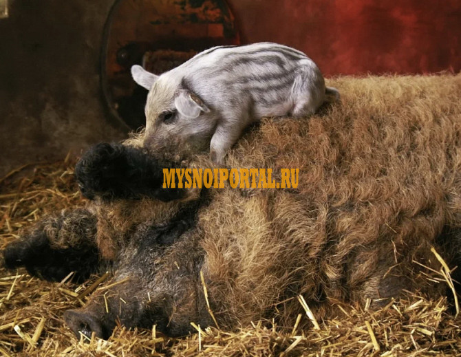 Продаю Поросята , породы Мангалицкая I (беконная), II (мясная – молодняк) на выращивание в Глебовском Глебовский - изображение 1