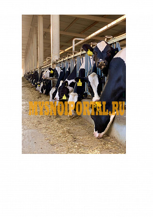 Продаем племенные нетели Голштинской породы Великие Луки - изображение 1