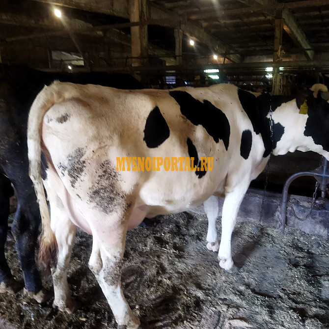 Предлагаем товарные нетели Голштинизированной, черно-пестрой породы Великие Луки - изображение 1