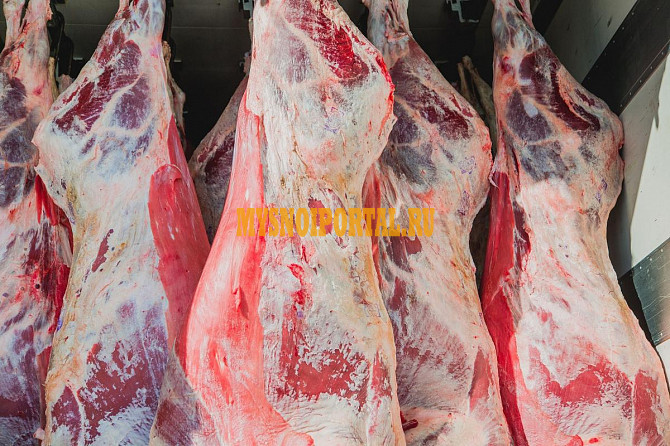 Четверти говяжьи Коломна - изображение 1