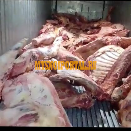 Полутуши Говяжьи коров ТУ, зам, 235 руб. в Екатеринбурге Екатеринбург - изображение 1