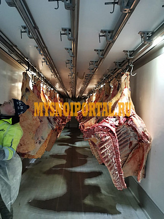 Полутуши Говяжьи бычков ГОСТ, зам, 340 руб. в Алтайском Алтайское - изображение 1