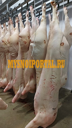 Свиноматка в полутушах охладенная Воронеж - изображение 1