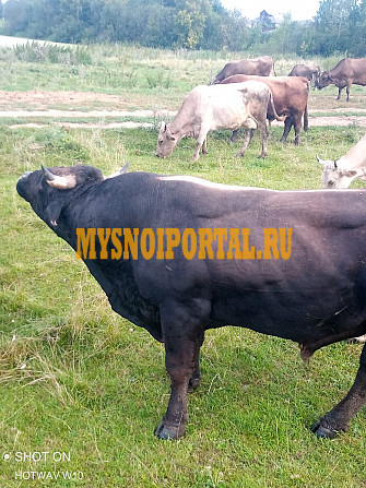 Продам КРС живым весом Кострома - изображение 1