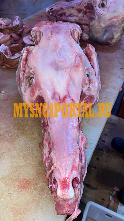 Продаю Головы свиные , РФ зам, от 100 кг, оптом в Санкт-Петербурге Санкт-Петербург - изображение 1