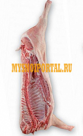 Мясо свинина в полутушах опт, мелкий опт Новосибирск - изображение 1