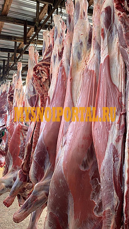 Полутуши Говяжьи бычков ГОСТ, HEREFORD, н/к, охл, во Владивостоке Владивосток - изображение 1