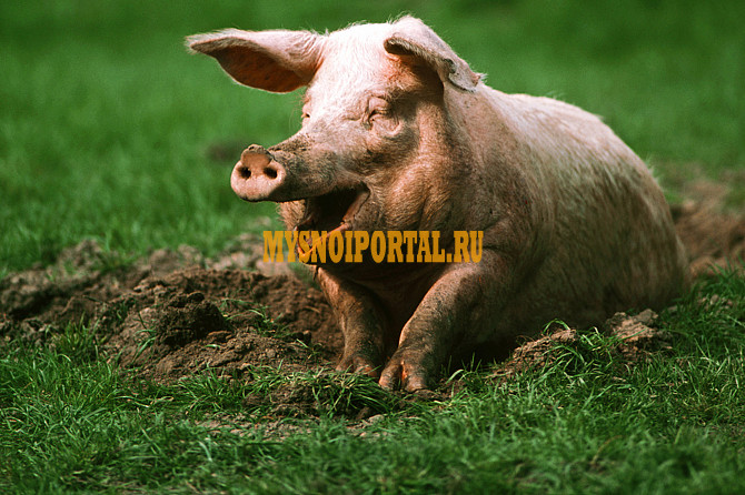 Продаю Свиней , породы ТОПИКС IV (промышленная переработка) на убой в Рязани Рязань - изображение 1