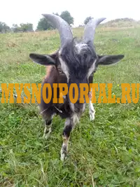 Продам или обменяю козочку. Продам козу Крым - изображение 1