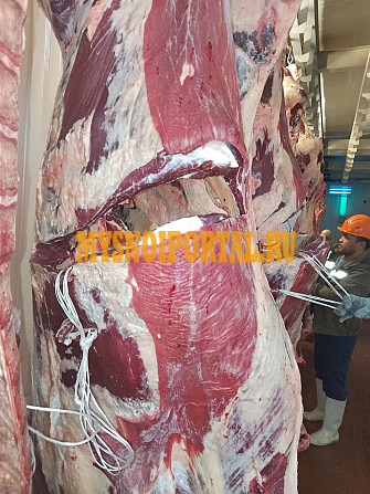 Куплю Полутуши Говяжьи бычков blak angus, HEREFORD, шаролезская, лимузинская, Wagyu, н/к, охл, 400 руб. в Москве Москва - изображение 1