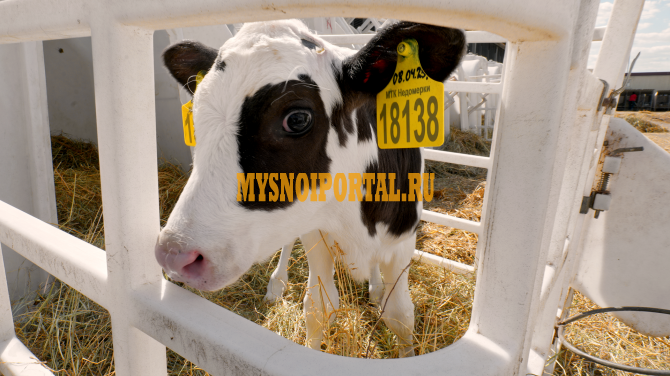 Племенные бычки / телята Голштинской породы Великие Луки - изображение 1