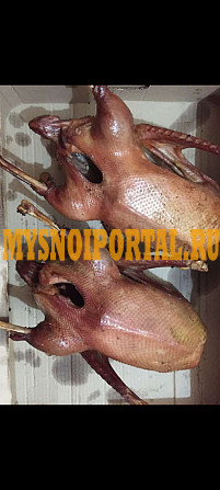 Мясо гуся Чекмагуш - изображение 1