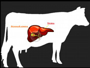 КУПЛЮ Говяжий жeлчный кaмень КРС Новороссийск