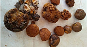  Куплю Желчь говяжья  {product}, {621}, {575} , в Новороссийске доставка из г.Новороссийск