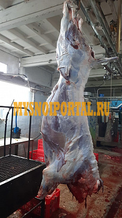 Полутуши Говяжьи бычков ГОСТ, охл, 400 руб. в Челябинске Челябинск - изображение 1