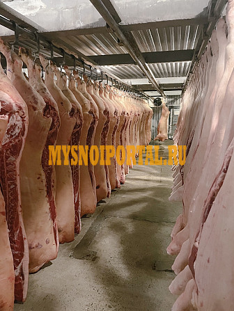 СВИНОМАТКИ В ПОЛУТУШАХ Санкт-Петербург - изображение 1