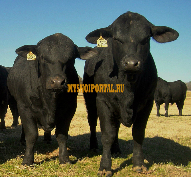 Подажа коров породы Абердина-Ангусская Арск - изображение 1