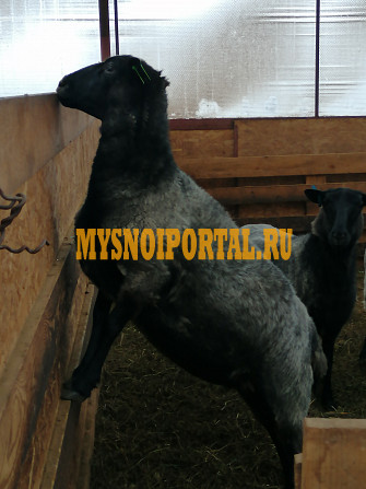 Ярочки Романовской породы Арск - изображение 1