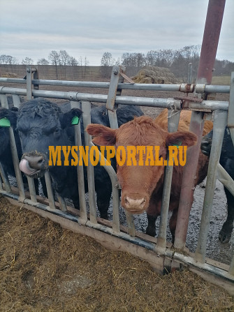 Бычки Абердины Казань - изображение 1