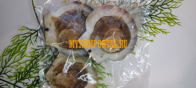 Гребешок на ракушки Санкт-Петербург - изображение 1