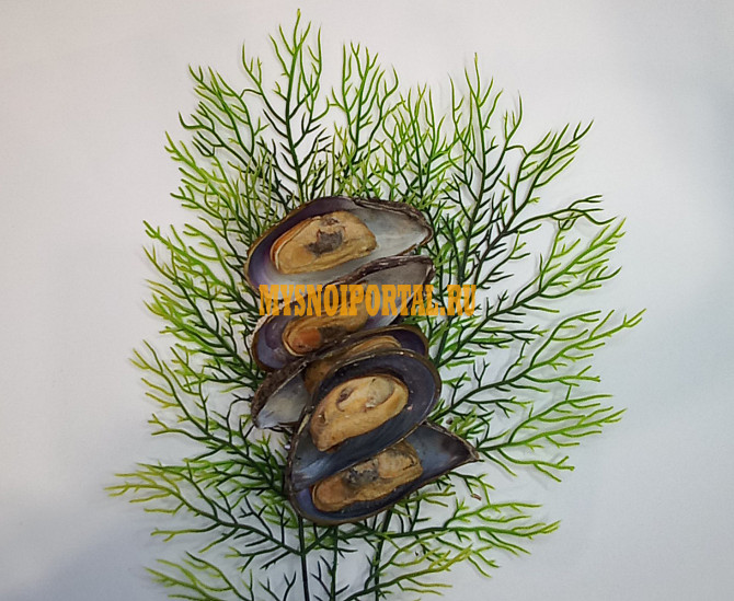 Мидии Санкт-Петербург - изображение 1