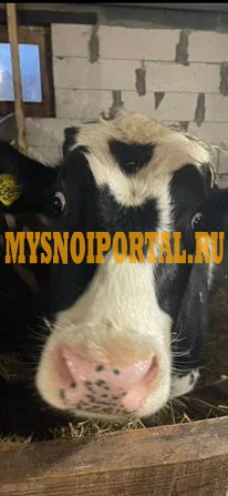 Туши говяжьи ГОСТ, охл, в Москве Москва - изображение 1