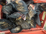 Уши говяжьи (необработанные) Ярцево