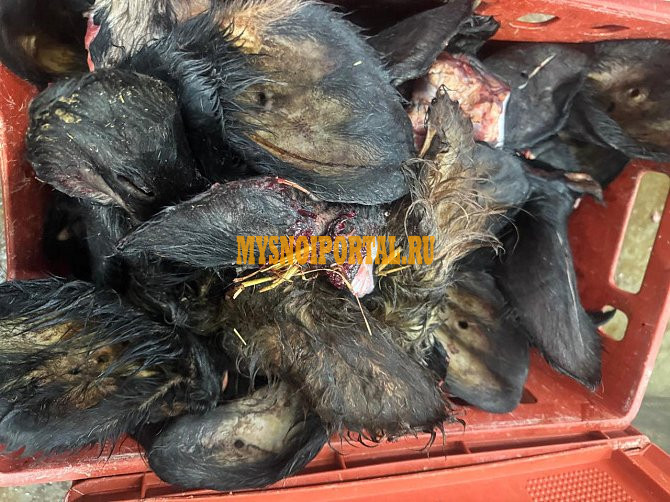 Уши говяжьи (необработанные) Ярцево - изображение 1