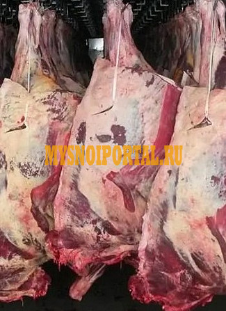 Полутуши Говяжьи коров, бычков ГОСТ, Халяль, н/к, охл, в Санкт-Петербурге Санкт-Петербург - изображение 1