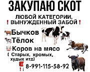 Куплю скот по Разным регионам Саранск