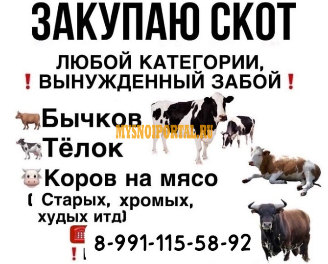 Куплю скот по Разным регионам Саранск - изображение 1