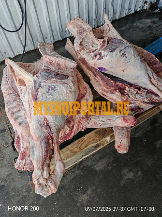 Полутуши Говяжьи ГОСТ, HEREFORD, зам, в Барнауле Барнаул - изображение 1