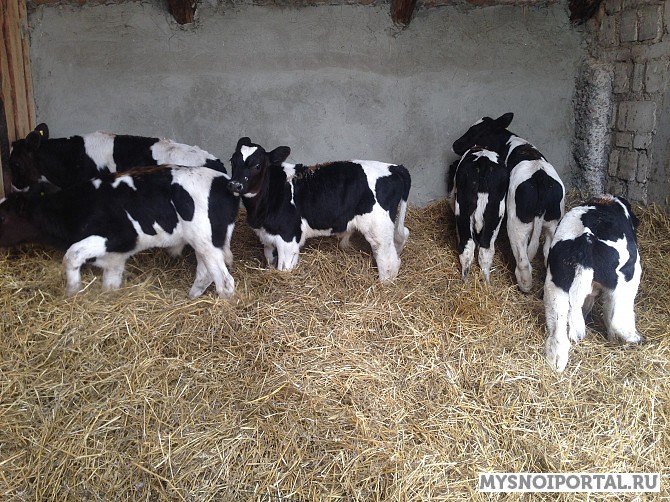 Телята черно-пестрые 1-3 месяца. Магнитогорск - изображение 1