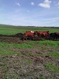 Нетели бестужевской породы доставка из г.Магнитогорск