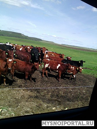 Нетели бестужевской породы Магнитогорск - изображение 1