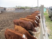Казахские белоголовые бычки Магнитогорск