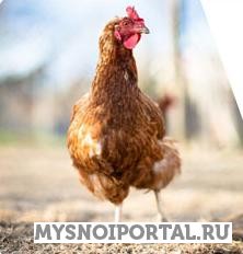 Предлагаем кур молодок Новомышастовская - изображение 1