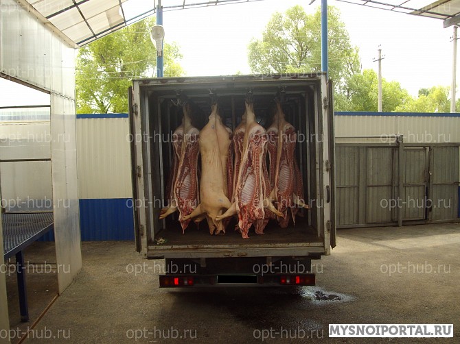 Свинина полутуши от производителя 148руб Москва - изображение 1