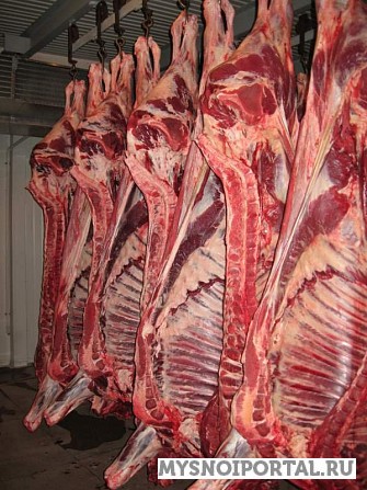 Говядина полутуши оптом от производителя Москва - изображение 1