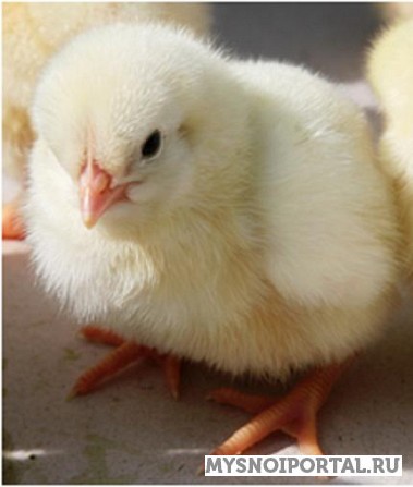 Предлагаем Суточные цыплята (курочки, петушки) Санкт-Петербург - изображение 1