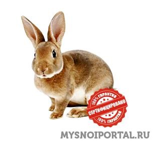 Предлагаем племенной молодняк кролика Пермь - изображение 1