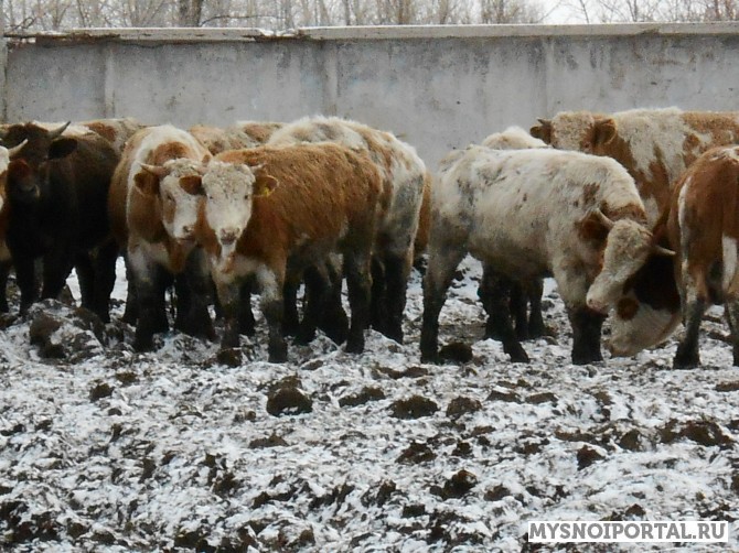 Телки симментальской породы до 400 кг Магнитогорск - изображение 1