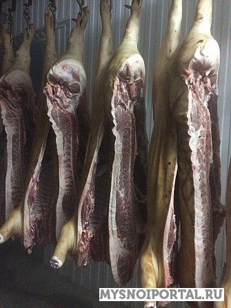 Свинина полутуши Гулькевичи - изображение 1