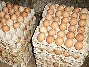Предлагаем Яйцо куриное домашнее доставка из г.Алексин