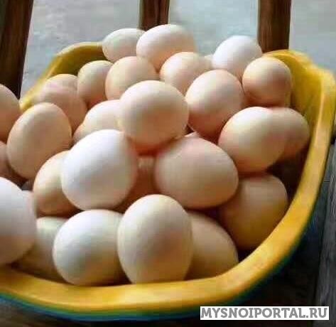 Предлагаем Яйцо куриное домашнее Алексин - изображение 1