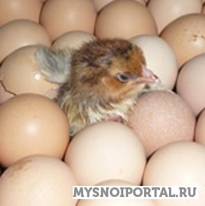 Предлагаем Услуга инкубации яйца Чехов - изображение 1