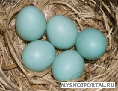 Предлагаем инкубационное яйцо Переславль-Залесский - изображение 1