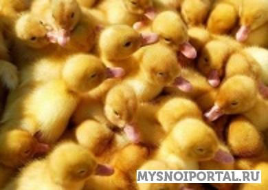 Предлагаем молодняк домашней, дикой и декоративной птицы Переславль-Залесский - изображение 1