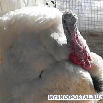 Предлагаем взрослую птицу Переславль-Залесский - изображение 1