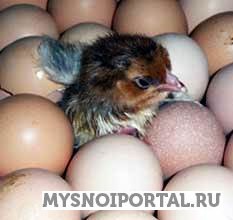 Инкубационное яйцо Бройлера Краснодар - изображение 1